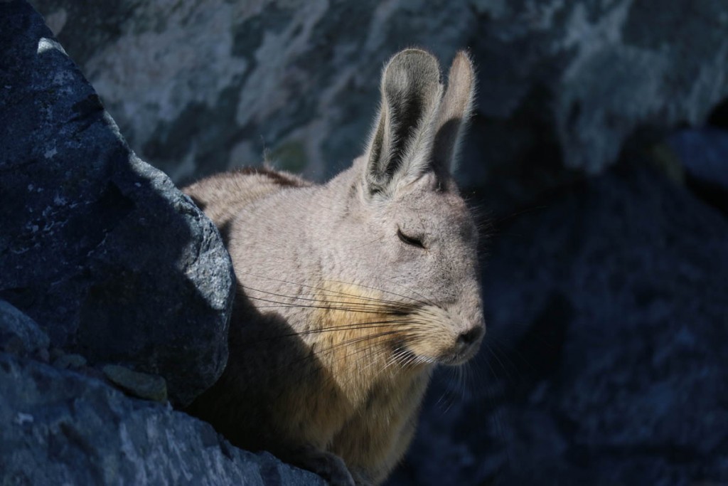 Chile - Viscacha